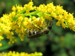 Lasioglossum sexnotatulum