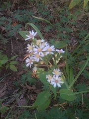 Symphyotrichum drummondii