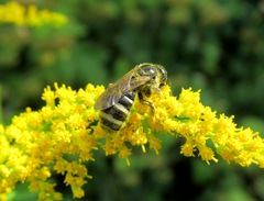 Lasioglossum sexnotatulum
