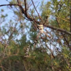 Argiope anasuja