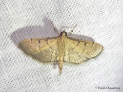 Herpetogramma