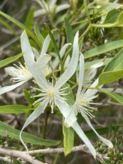 Clematis pubescens