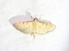 Herpetogramma