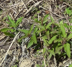 Eupatorium formosanum