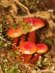Hygrocyboideae