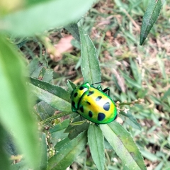 Chrysocoris
