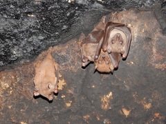 Angolan Rousette photo 3
