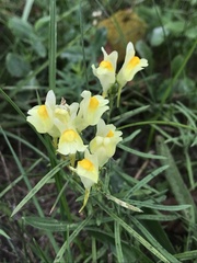 Linaria vulgaris