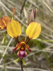Diuris magnifica