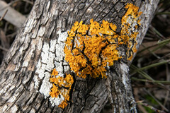Xanthoria parietina