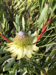 Protea scolymocephala