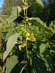 Aristolochia clematitis