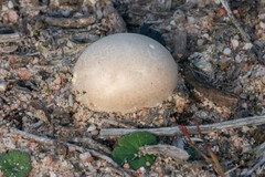 Lycoperdaceae