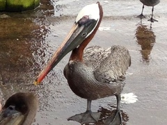 Pelecanus occidentalis urinator