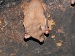 Angolan Rousette photo 4