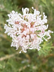 Hakea amplexicaulis