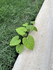 Ipomoea amnicola