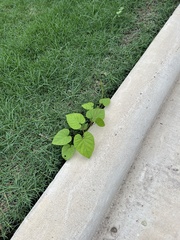 Ipomoea amnicola