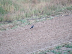 Corvus cornix × corone