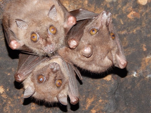 Angolan Soft-furred Fruit Bat