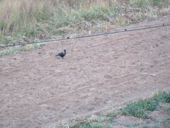 Corvus cornix × corone