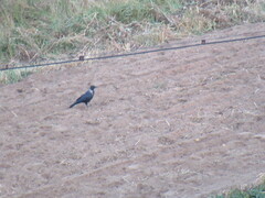 Corvus cornix × corone