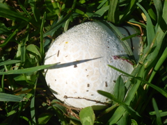 Lycoperdon utriforme