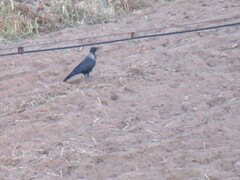 Corvus cornix × corone