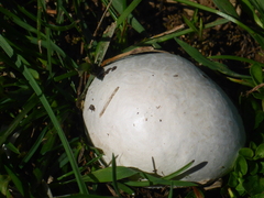 Lycoperdon utriforme