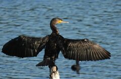 Phalacrocorax carbo