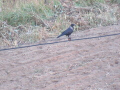 Corvus cornix × corone