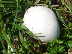 Lycoperdon utriforme