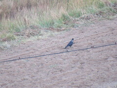 Corvus cornix × corone