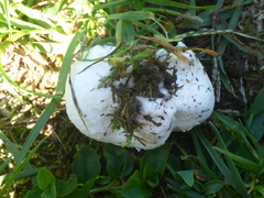 Lycoperdon utriforme