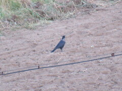 Corvus cornix × corone