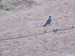 Corvus cornix × corone