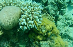Paracirrhites forsteri