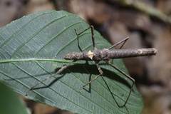 Neohirasea hongkongensis