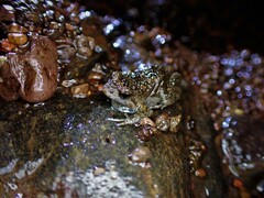 Pseudophryne bibronii