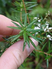 Leucopogon affinis