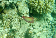 Pseudanthias squamipinnis