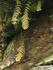 Hymenophyllum