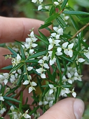 Leucopogon affinis