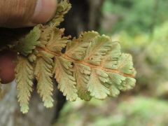 Hymenophyllum