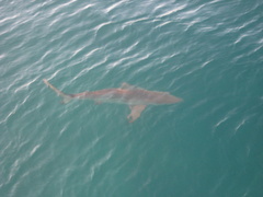 Carcharhinus limbatus