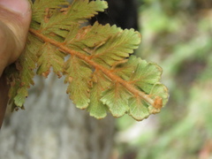 Hymenophyllum