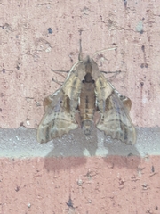 Paonias excaecata