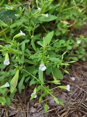Mecardonia acuminata
