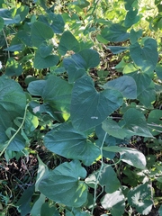 Aristolochia clematitis