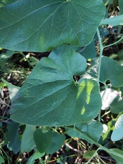 Aristolochia clematitis